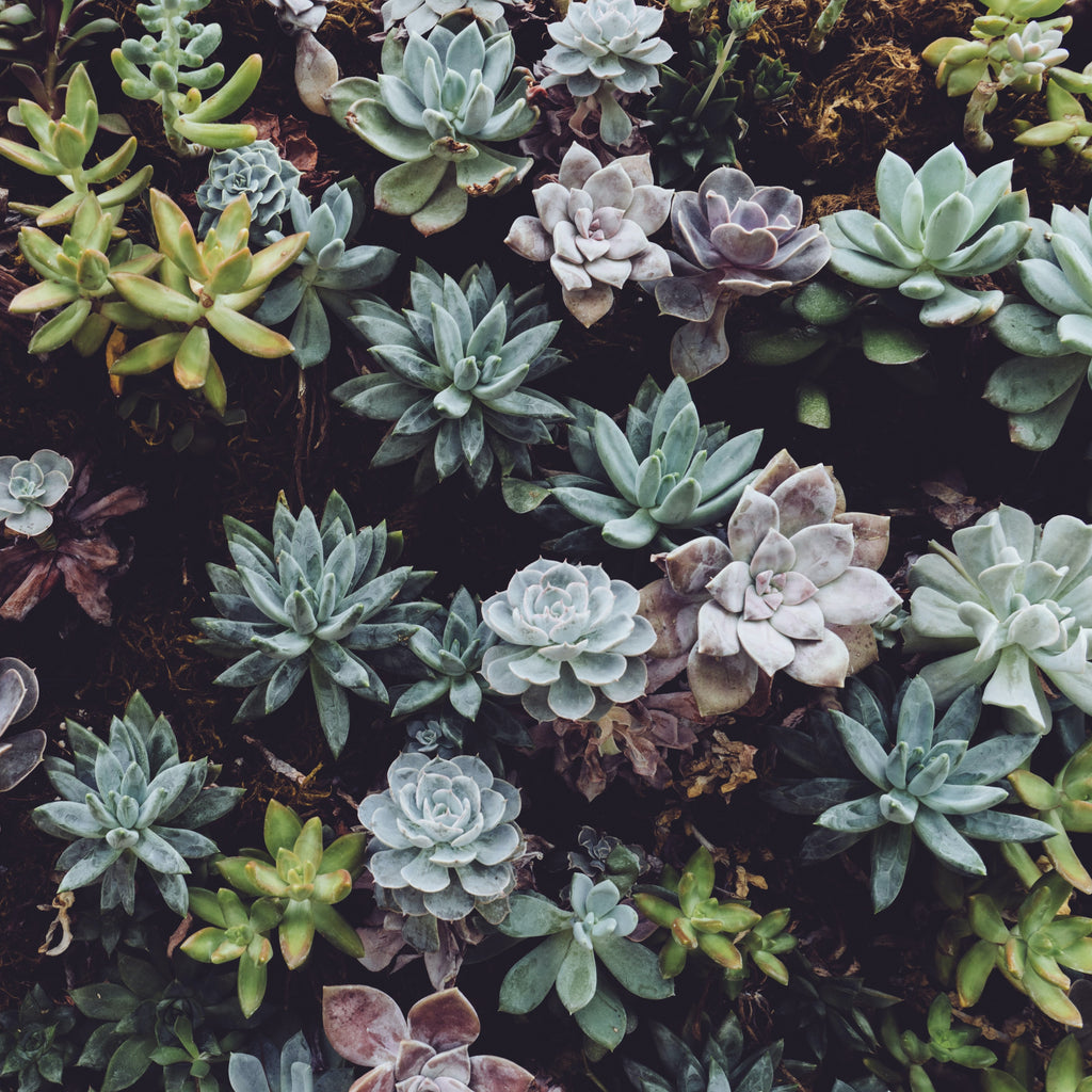 How to Care for Succulent Plants