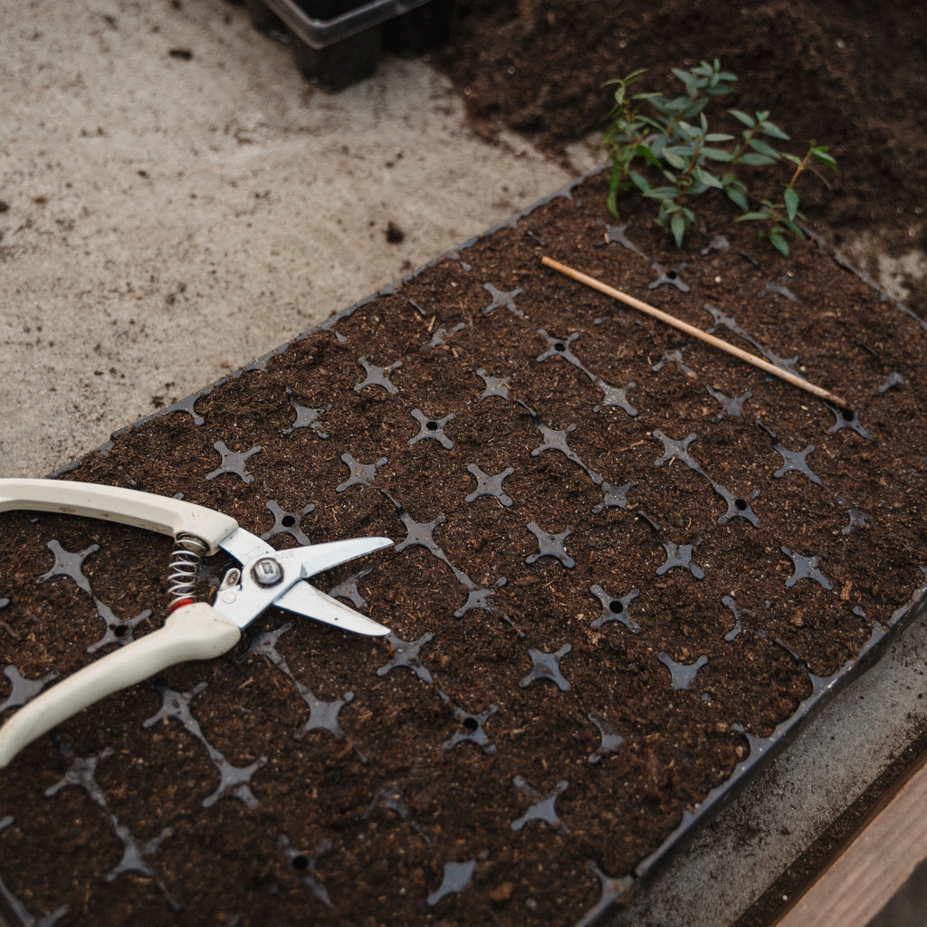 Seedling Season: A Quick Guide to Start Your Own Plants Indoors