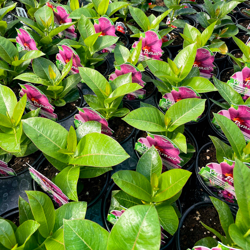 Tropical Flowering