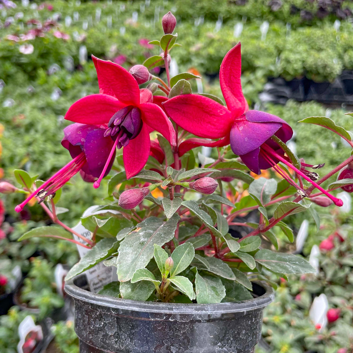 Bellinto Red and Blue Fuchsia Plant – Magic Valley Gardens