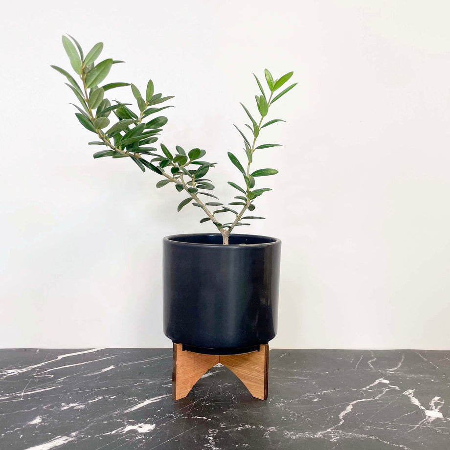 Decorative Arbequina Olive Tree