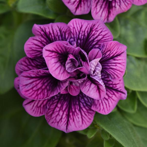 Headliner Crystal Sky Petunia Plant – Magic Valley Gardens